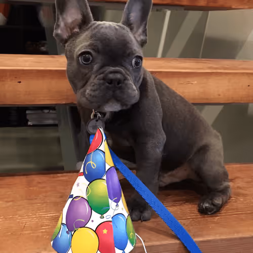 Item #99031261785432219130552668818269695456905868997165113515571762308256114933761 Media