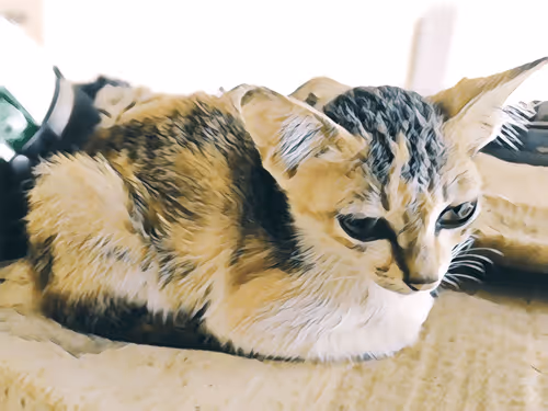 Item #74122138759525378795667626270866148487737655975912799548892275393030055264257 Media