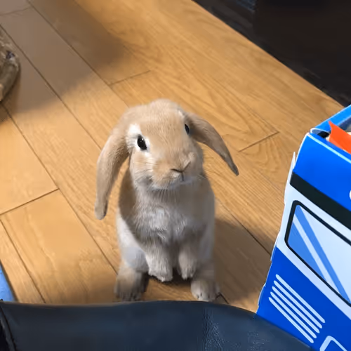 Item #94220630330454723061710033470046073138836428529071773719066634115297394556929 Media