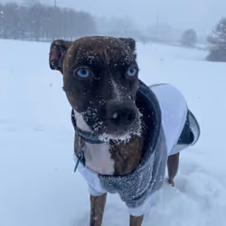 frozen pup