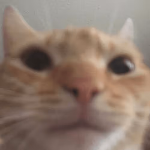 Catty