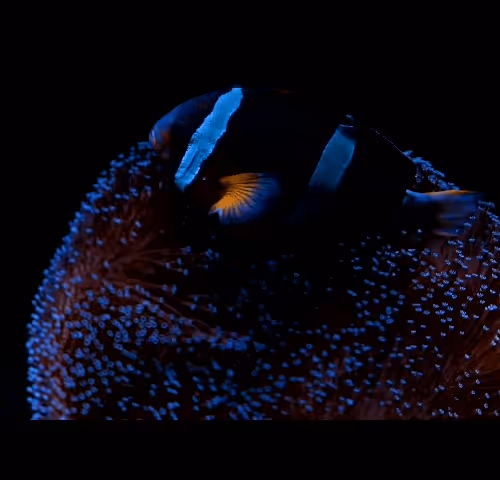 Item #96480669494729619262661189301568248367107544243964914039235424945177649741825 Media