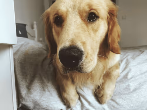 Untitled Collection #94107330