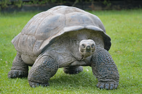 Item #34379386761280082433452716296174707800020114670384009610652004427145100232352 Media