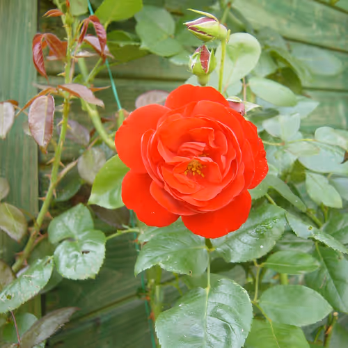 Red Rose