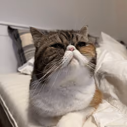 Bitchfacecat#2