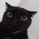98183359439539994819225919392020441601297998934110307799927686647269700927489