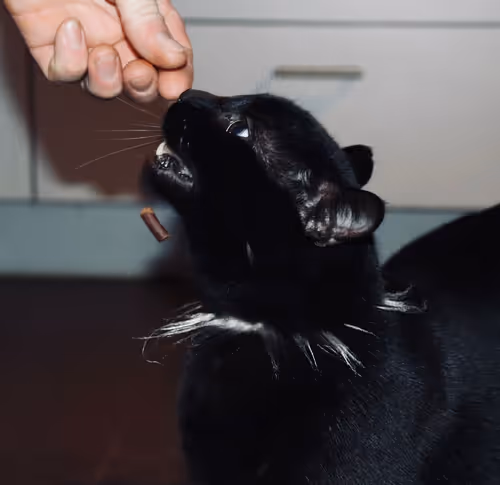 The Snack Just Fell
