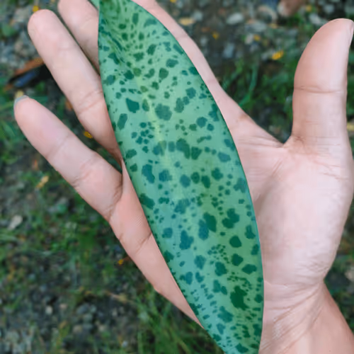 Item #31081804352330578596568685091517160537930858517835942894700269973520057892865 Media