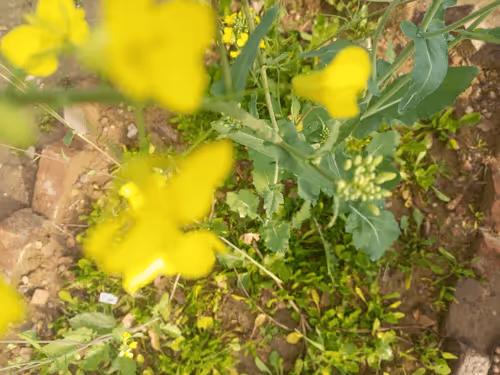 Item #9890388900791167417276527678949816692985693635393863448107427724741155225601 Media