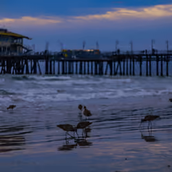 Sandpipers At Dusk 1/1
