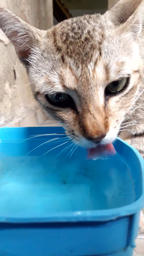 Item #4206968959528382267850550168117913088191590325513865346546053396738248540161 Media