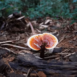 The King of Mushrooms