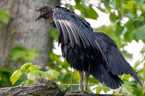 Item #101688571717009762434089317341940249362126227108207836659387340204546380005377 Media