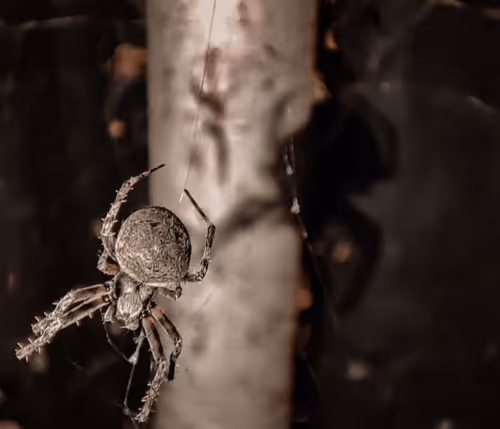 Untitled Collection #62839729