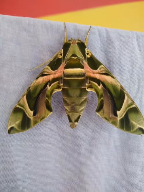 Item #61814448684519211382556175060408588314217304353912503724031834341657009979393 Media