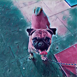 GOD-DOG 