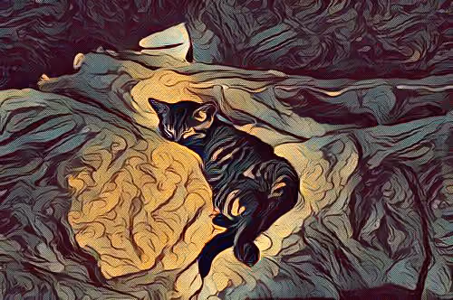 METADARKCAT #71
