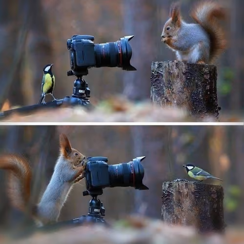 Animal Art Photography