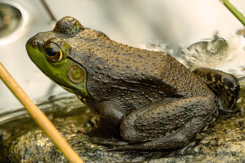 Item #101688571717009762434089317341940249362126227108207836659387340205645891633153 Media