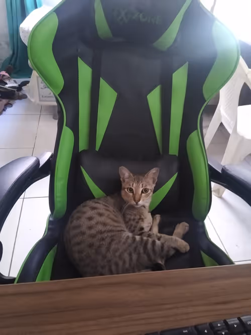 Item #4206968959528382267850550168117913088191590325513865346546053378046550867969 Media