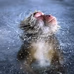 Item #45594647201663347778086533366212020564774309010196825968467676410816883589121 Media