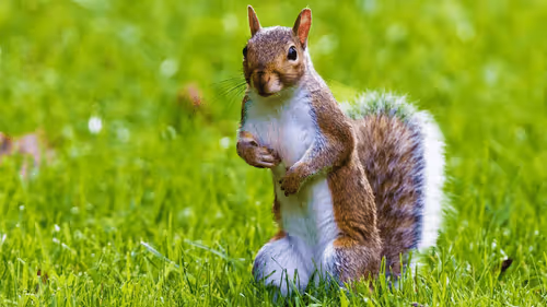 Item #10009359903282094537398543197541078073067770590855434614987939763430430343178 Media