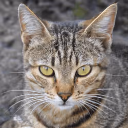 106393158711752592444527764053332067386103257112262188176365274361151988170753