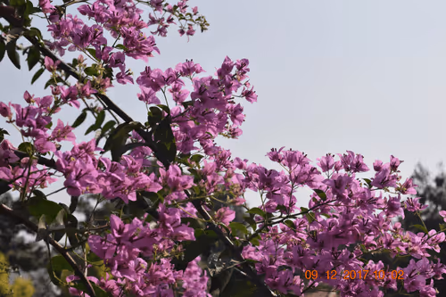 Item #30813211791344152338937808704740591007204009666135450340711733771619973201921 Media