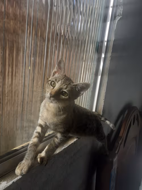 Item #4206968959528382267850550168117913088191590325513865346546053387942155517953 Media