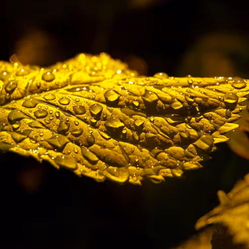 9260538880738646448046418891529255088625136826813512017686583767627179491428