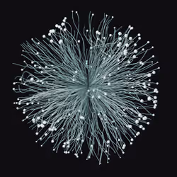 Neurons