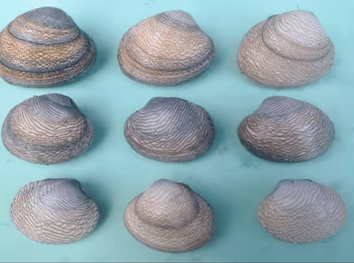 Item #86148336894289977237820249376031929146620077605452526437331481253816521719809 Media