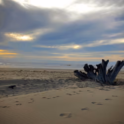 Driftwood