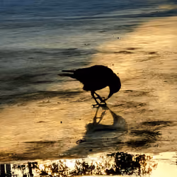 Bird with ring pop
