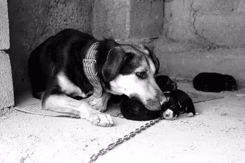 Item #55759144831528513760290913608152882105391237500945405139937590411928495194113 Media