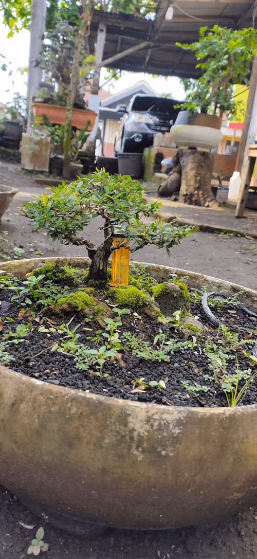 Item #15709269728646852126049272894574839328687502464243742545673593257738599661569 Media