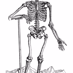 De Humani Corporis #1