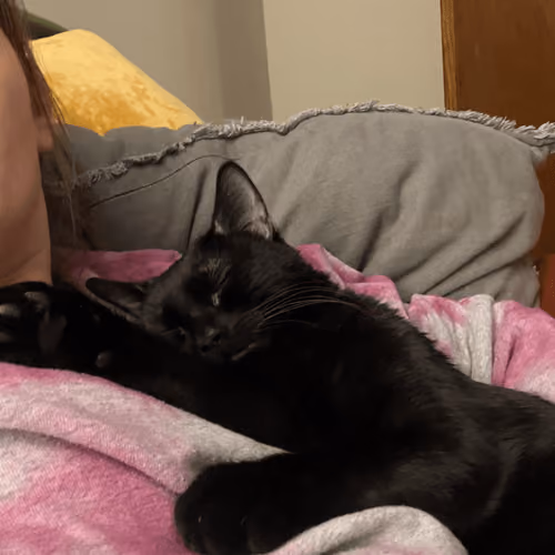 Mr Crowley Cat Sleeps on Mom