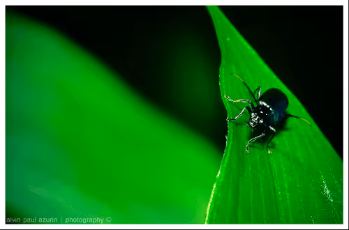 Item #101987082713551675715175857795119519982580221361588588110170162949565683073025 Media