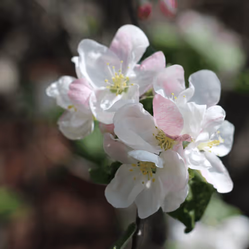 BEATS_BEATS Collection