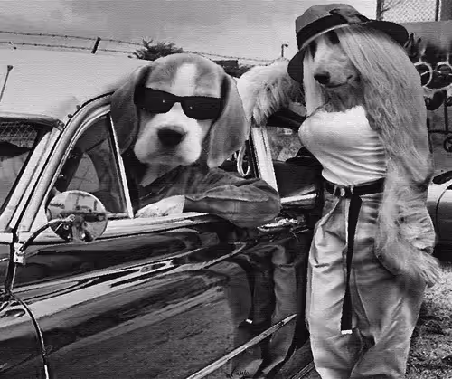 The Beagle Ride