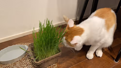 Item #57432309319676179700798702069366385585354272226932054472084541852874451189761 Media