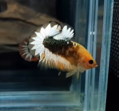 Item #22500392105474070130466108516619626333115346841346024857682996891617186545665 Media