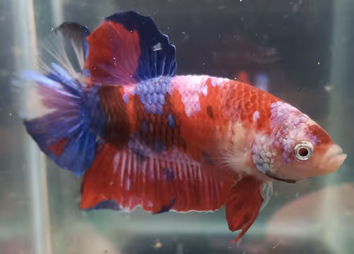 Item #76093963924936973222684762009084726555674488189040824510729450730717626499073 Media