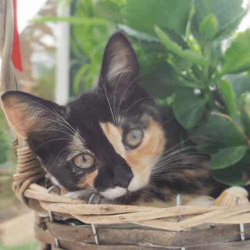 Untitled Collection #91561242