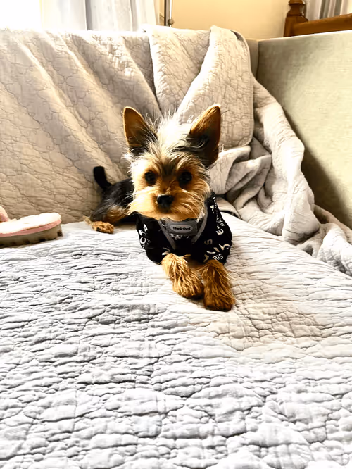 Item #88066140528539479869456014744410398514327997074780151392509103632243450970113 Media