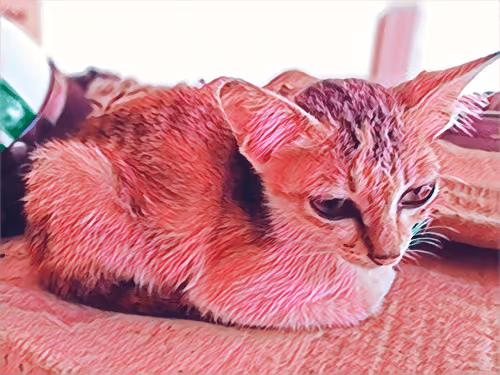 Item #74122138759525378795667626270866148487737655975912799548892275570051427336193 Media