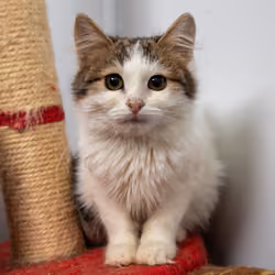 shelter cat #9