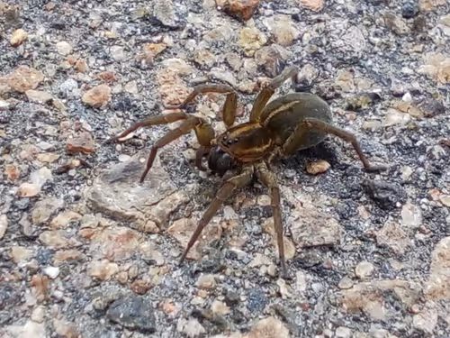 Item #18279368597565041265121237626867746954701071610314993633361532926898986811393 Media